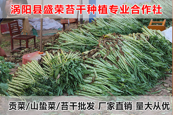 莱芜哪里有供应贡菜厂家电话