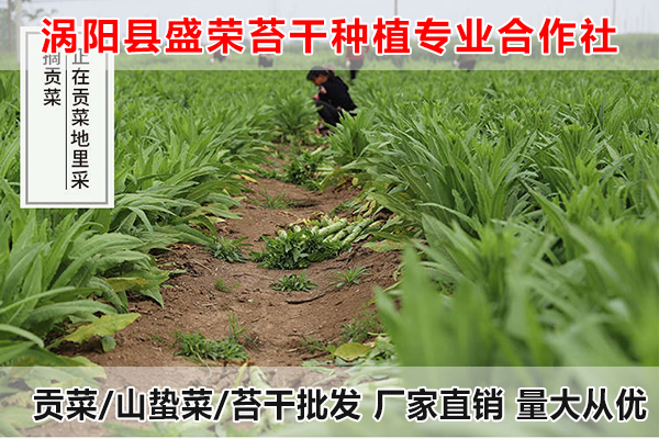 青海哪里有贡菜出售厂家电话