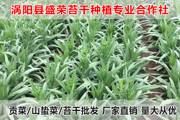 福建哪里有供应大量贡菜厂家电话