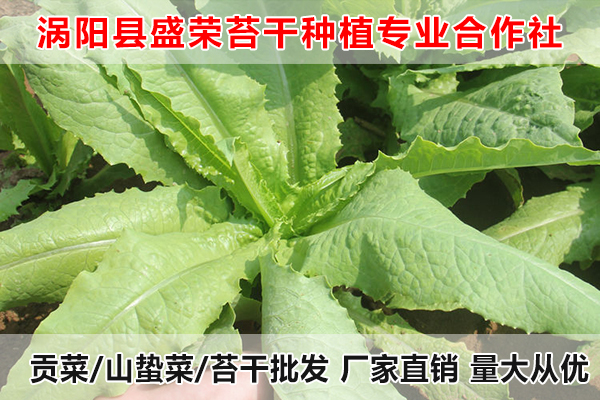 嘉兴哪里有供应贡菜厂家电话