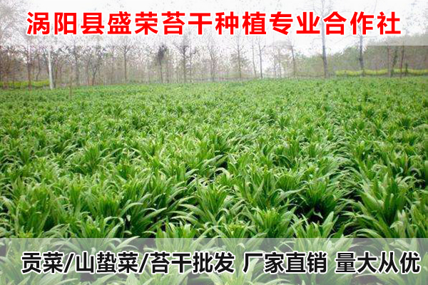 青海哪里有贡菜出售厂家电话