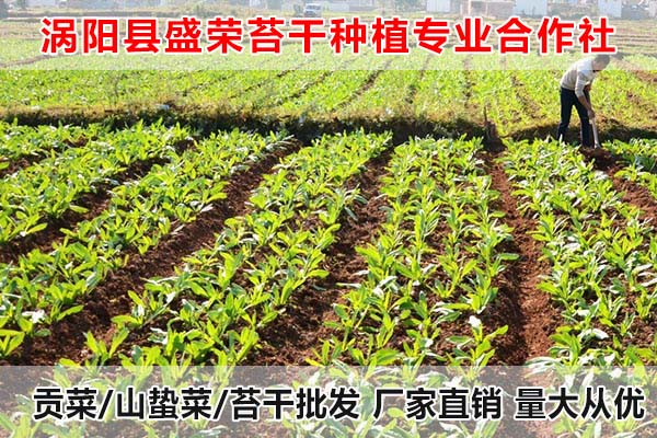 青海哪里有贡菜出售厂家电话