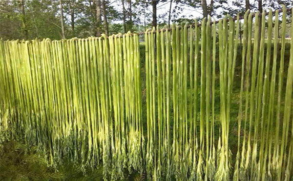 贡菜种植厂家