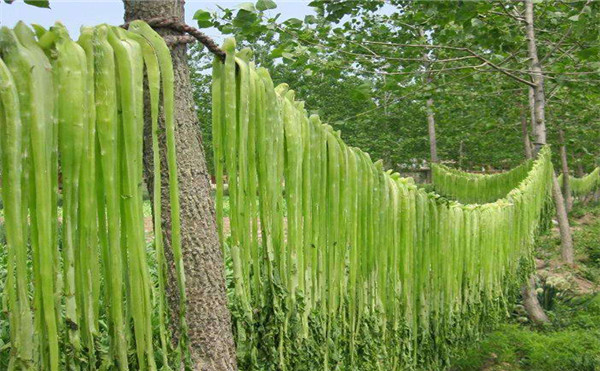 贡菜批发厂家