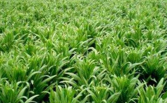 贡菜批发 贡菜批发