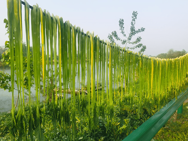 干贡菜