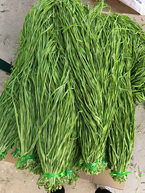 贡菜 贡菜